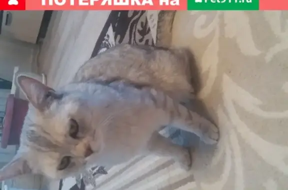 Найдена породистая кошка в Оренбурге