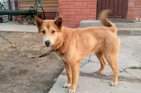 Собака найдена в Барнауле.