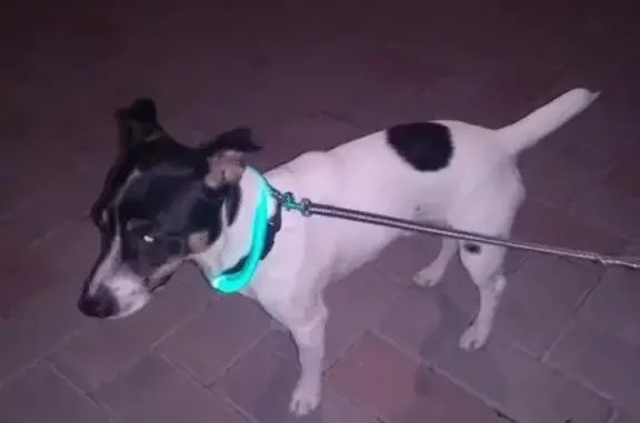 Пропала собака Джек Рассел терьер в Геленджике