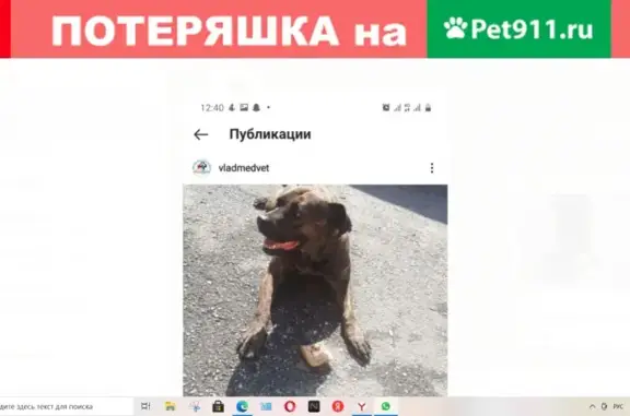 Пропала собака Линда на улице Ардонская, Владикавказ