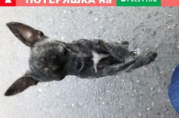 Собака-девочка Чихуахуа найдена в Воронеже