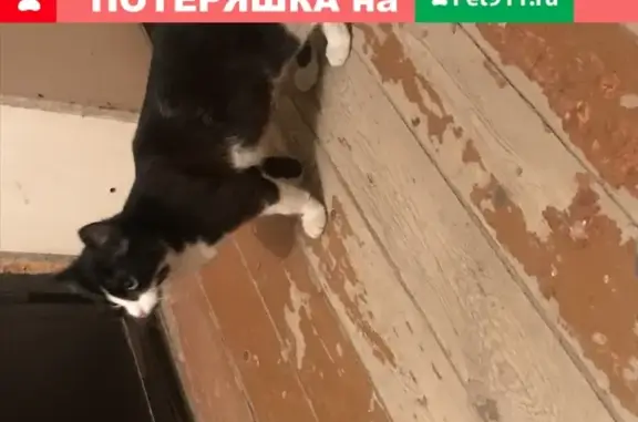 Ласковый кот на Ул. Декабристов в Чебоксарах