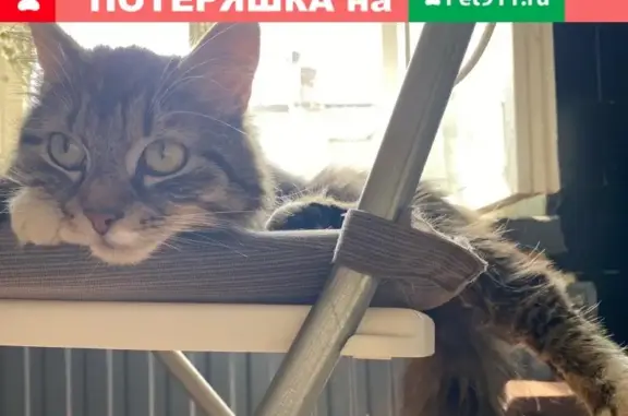 Найдена кошка в районе Апраксина переулка, СПб