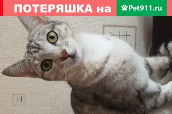Пропала кошка в Сокольниках, Короленко 6а-б, вознаграждение.