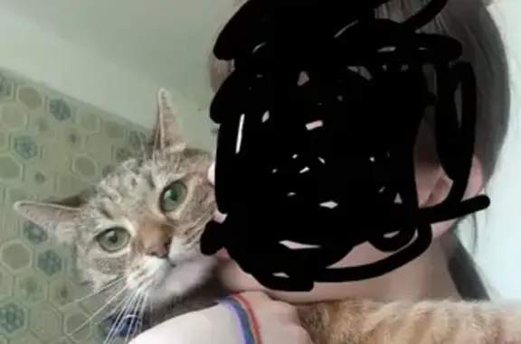 Кошки потеряшки, Санкт-Петербург, фото: Потеряшка кошка Маруся, Фрунзенский район, СПб