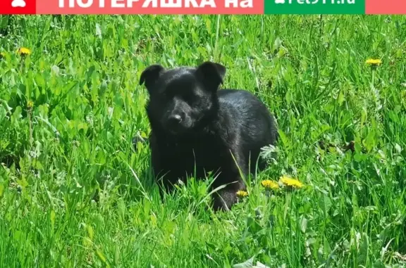 Найдена собака на ул. Шипово, д. 32 в Алексине