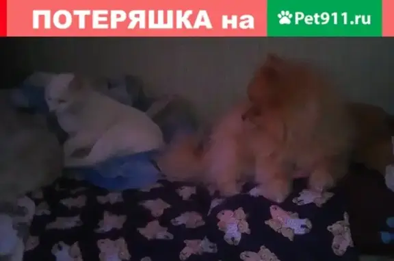 Пропала собака шпиц в Петрозаводске на Гвардейской улице