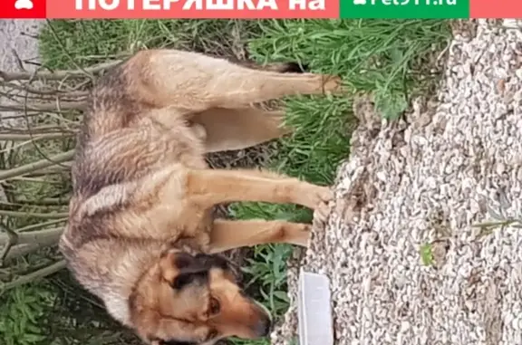 Найден пёс с синим ошейником в Захарово, Московская область