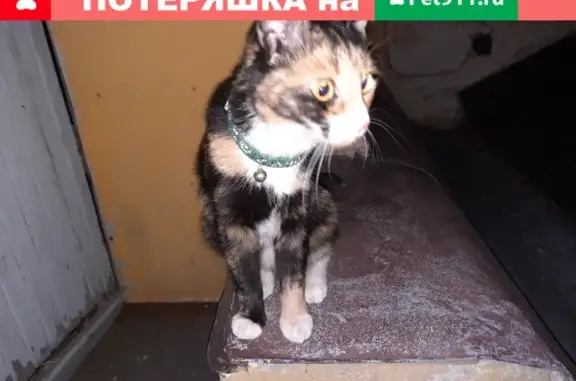 Найдена кошка с ошейником в Москве