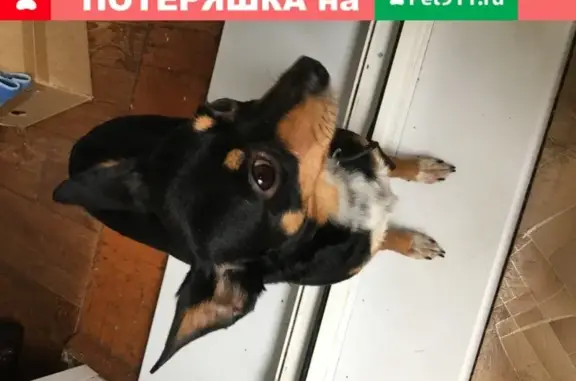 Собака найдена в Томске, Октябрьский район.