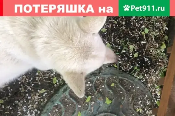 Белый пёс найден в Кожухово, Москва