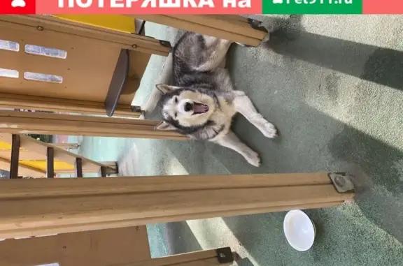 Потерянная собака с ошейником в Санкт-Петербурге