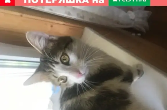 Найден молодой котик на парковке Ленты, Москва
