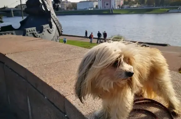 Собаки потеряшки, Тверь, фото: Потеряшка собака Филя на улицах Твери