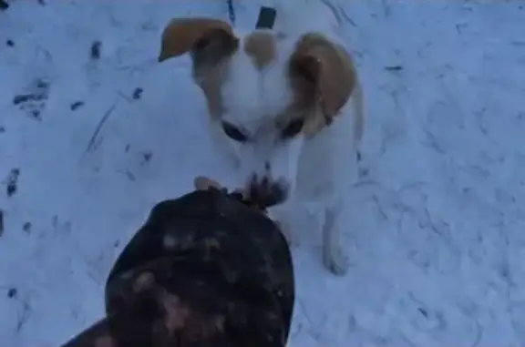 Найдена собака, пристраиваю дворовых питомцев в Еманжелинске