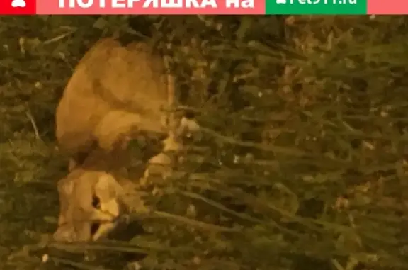Пропала рыжая кошка возле Фучика 13 в Екатеринбурге