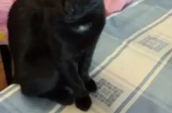 Кошки потеряшки, Санкт-Петербург, фото: Потеряшка кошка на КАД 43 км, белое пятно на груди, тел. +7 904 5582747