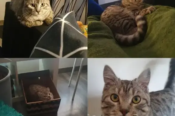 Пропала кошка Аки в Видном
