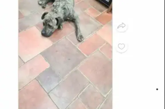 Найдена собака в Оренбурге