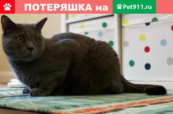 Пропал кот в Денисовке, Зубцовский район, Тверская область