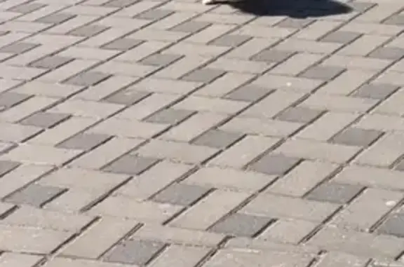 Объявления о пропавших и найденных животных, Анапа, фото: Пропала шпиц Ней на ул. Парковая, 21