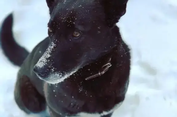 Пропала собака метис хаски в Касли, Челябинская область