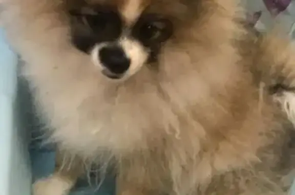 Объявления о пропавших и найденных животных, Анапа, фото: Пропал шпиц Нэй на улице Парковой