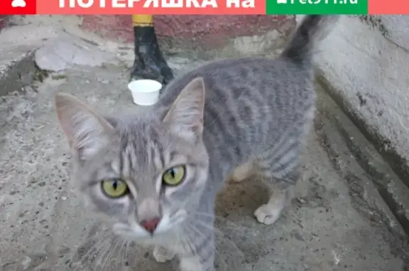 Потерялась кошка на улице Рыбалко, Пермь
