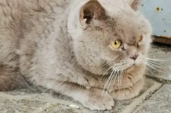 Найдена британская кошка в Мытищах, Щербакова, 16