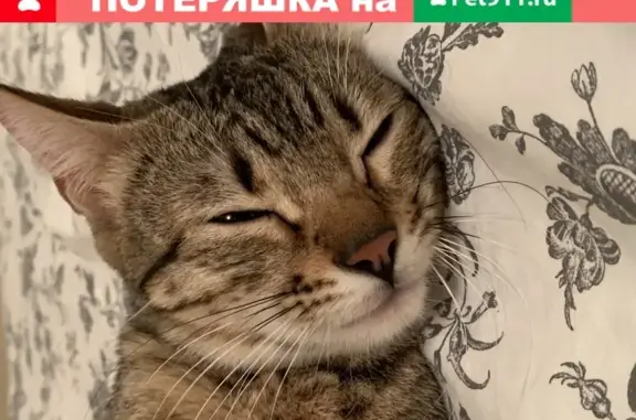 Найдена породистая кошка в Москве.