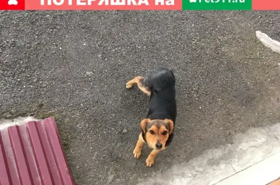 Пропала собака Джек в Архонке, рядом с 1 школой. Помогите!