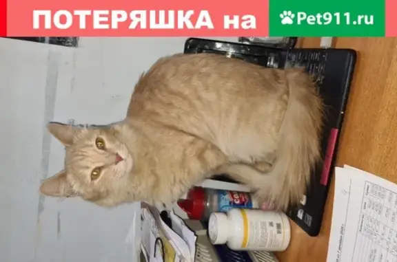 Пропала кошка Муся на уч.162 в СНТ Дубрава-3, нужна помощь