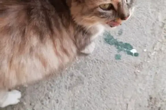 Найдена домашняя кошка на ул. Миндальная, Сочи