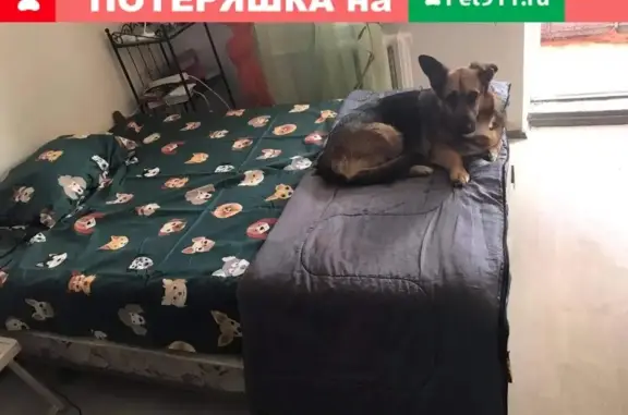 Пропала собака Кроша в Москве