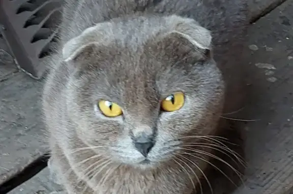 Пропал шотландский кот в Змеиногорске