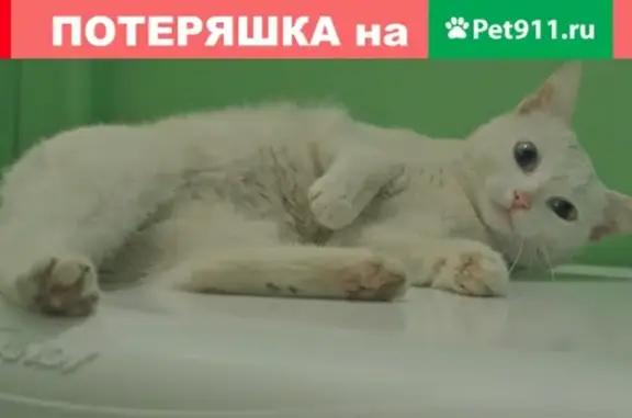 Найдена белая кошка в Москве