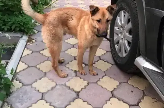 Собаки потеряшки, Петрозаводск, фото: Потеряшка собака Торик, Петрозаводск.