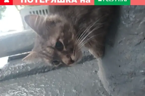 Найден пушистый кот возле д.23к5, Москва