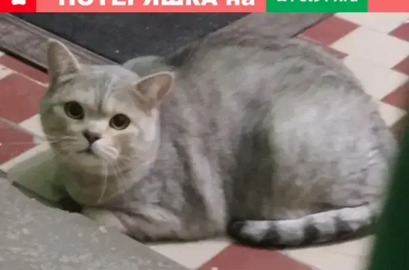 Кошка найдена в Казани