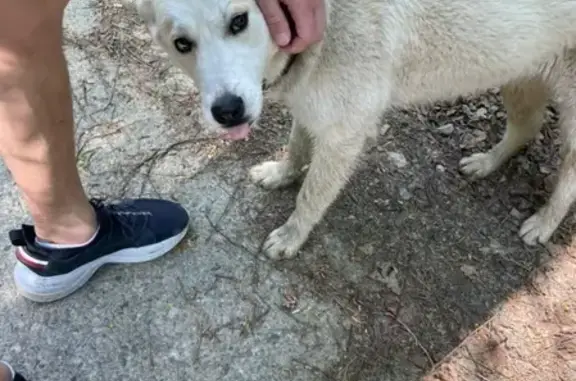 Найдена собака в Бородино, Мытищинский район