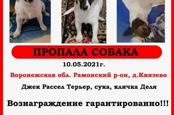 Пропала собака Джек Рассел Терьер в д Князево, Воронеж