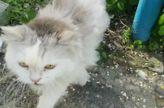 Найдена кошка в Пензе, серебристого окраса
