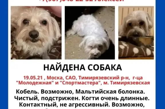 Найдена Мальтийская болонка в Москве, ищем хозяина или передержку!