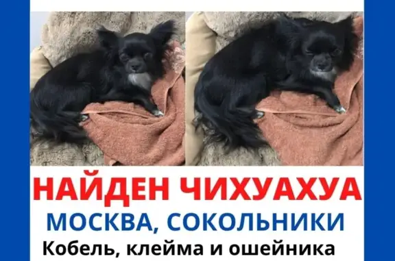 Собака найдена в Москве, ВАО, у парка Сокольники