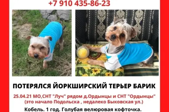 Пропала собака Йорк в Подольске, номер на ошейнике.
