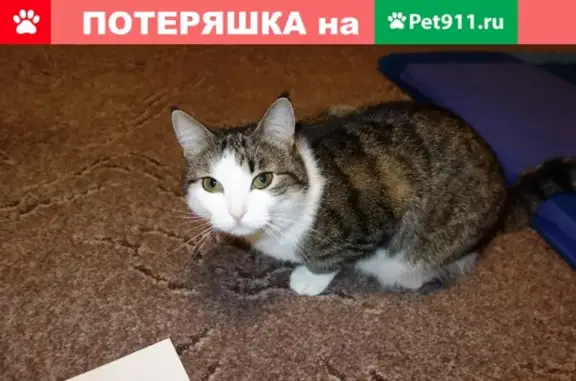 Пропала кошка Умка на ул. Южнобутовская, Москва - вознаграждение 20 000 руб.