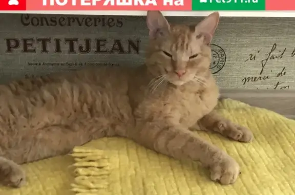 Найден рыжий кот на ул. Козина, дом 5, Казань