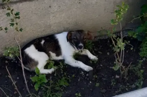 Найдена собака в Ставрополе, район Маиайка