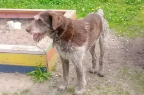Найдена собака породы Дратхаар в Брянске