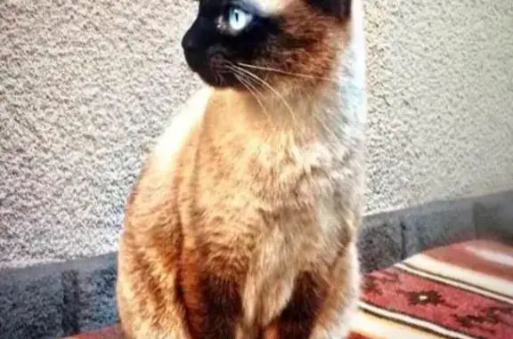 Пропала кошка Корж в Красногорске